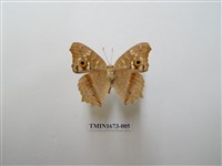 藏品(鱗紋眼蛺蝶)的圖片